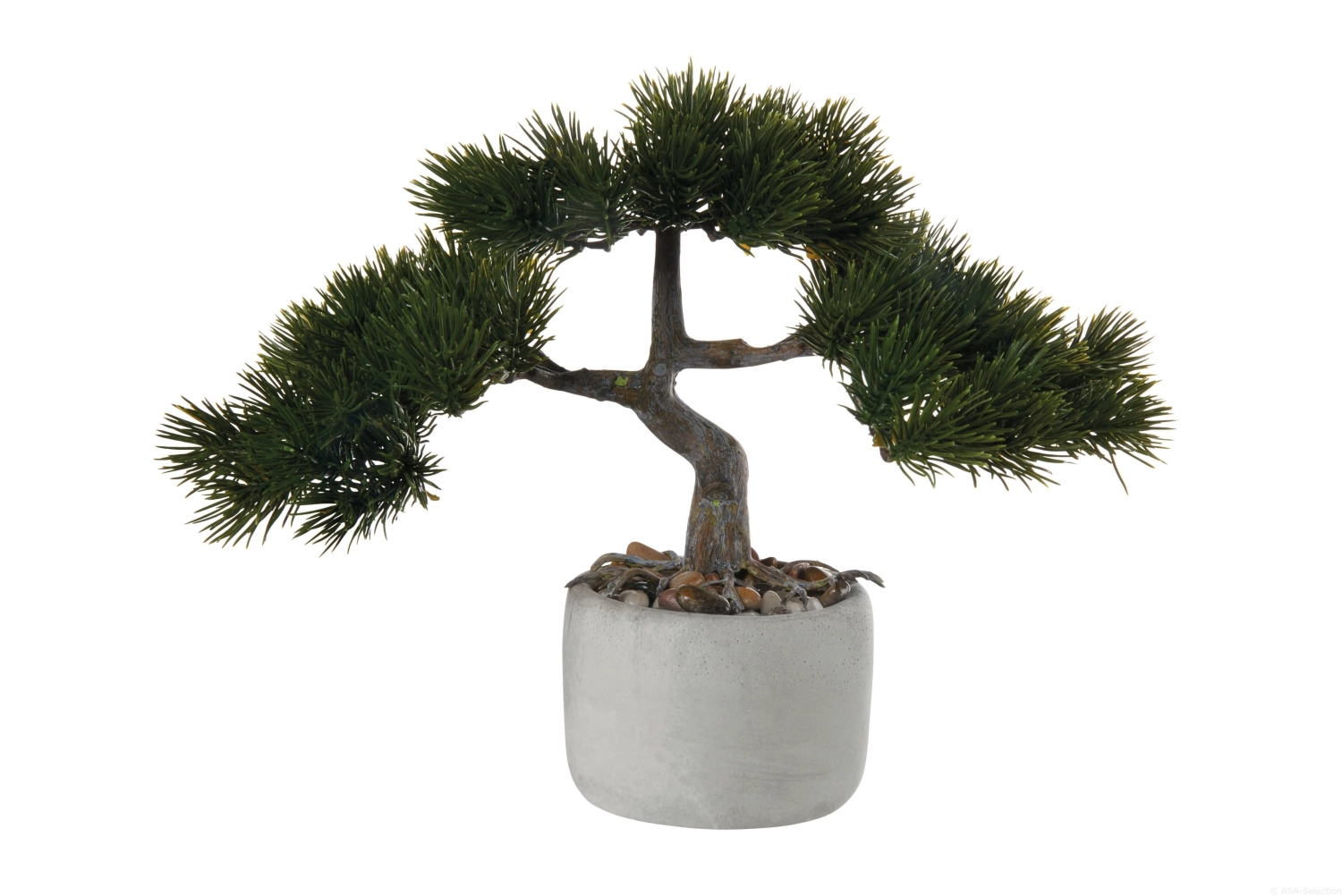 Deko Bonsai, pin pinus mugo