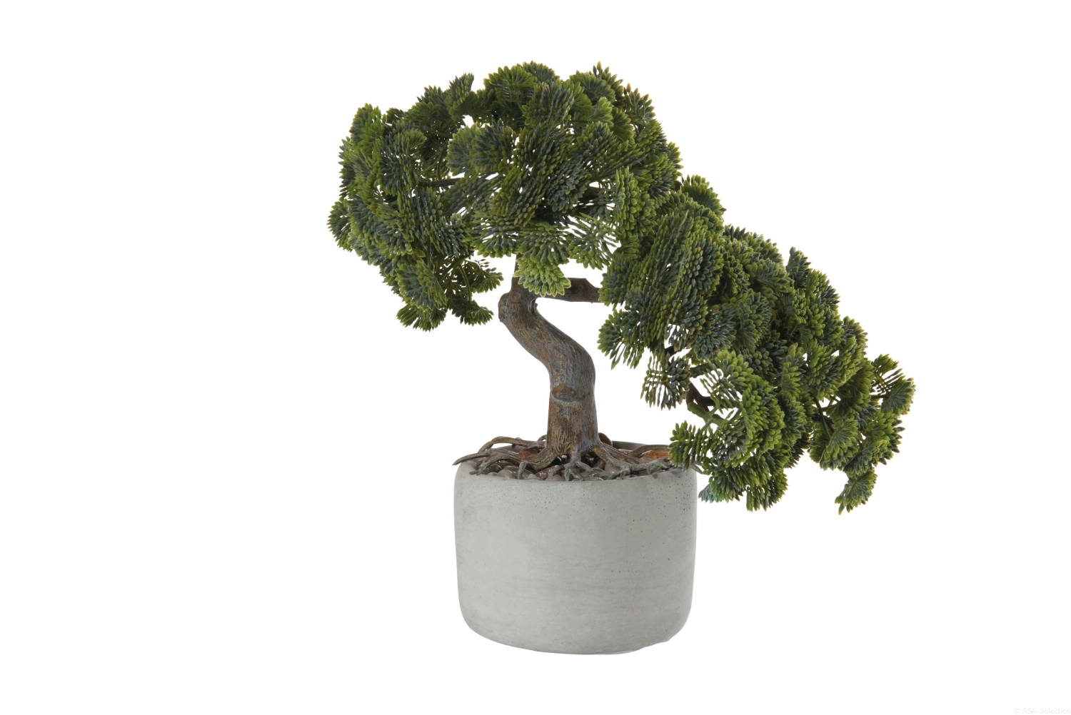 Deko Bonsai, Muschelzypresse