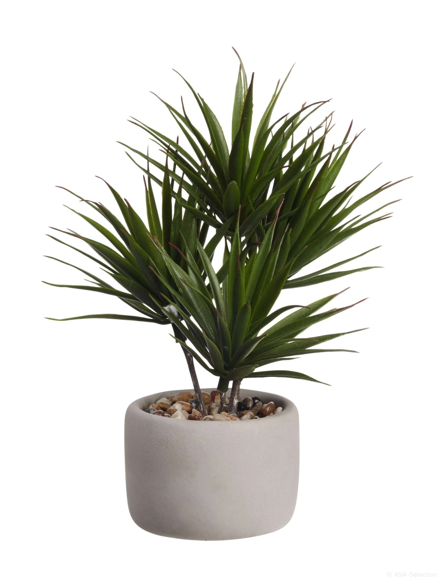 Deko Bonsai, Palme